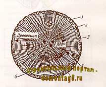 Поперечный разрез ствола дерева (рис.1)