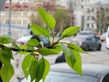 В среду в столице потеплеет до 22 градусов