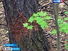 В порче деревьев парка возле МГУ заподозрили собак и бобров